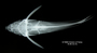 Hemidoras notospilus FMNH 53184 holo dv x